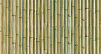 Bamboo Green